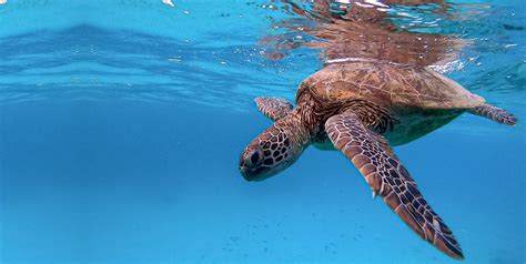 organizations that help sea turtles|Sea Turtle Foundation – Turtles for Tomorrow.